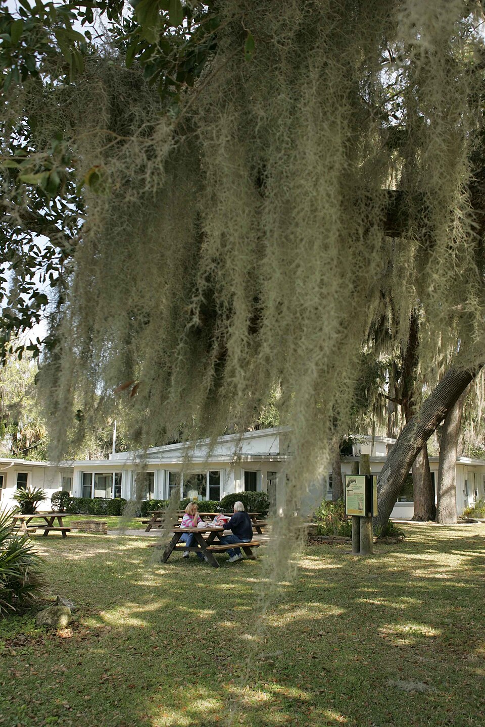 Tillandsia usneoides (Spanish moss)