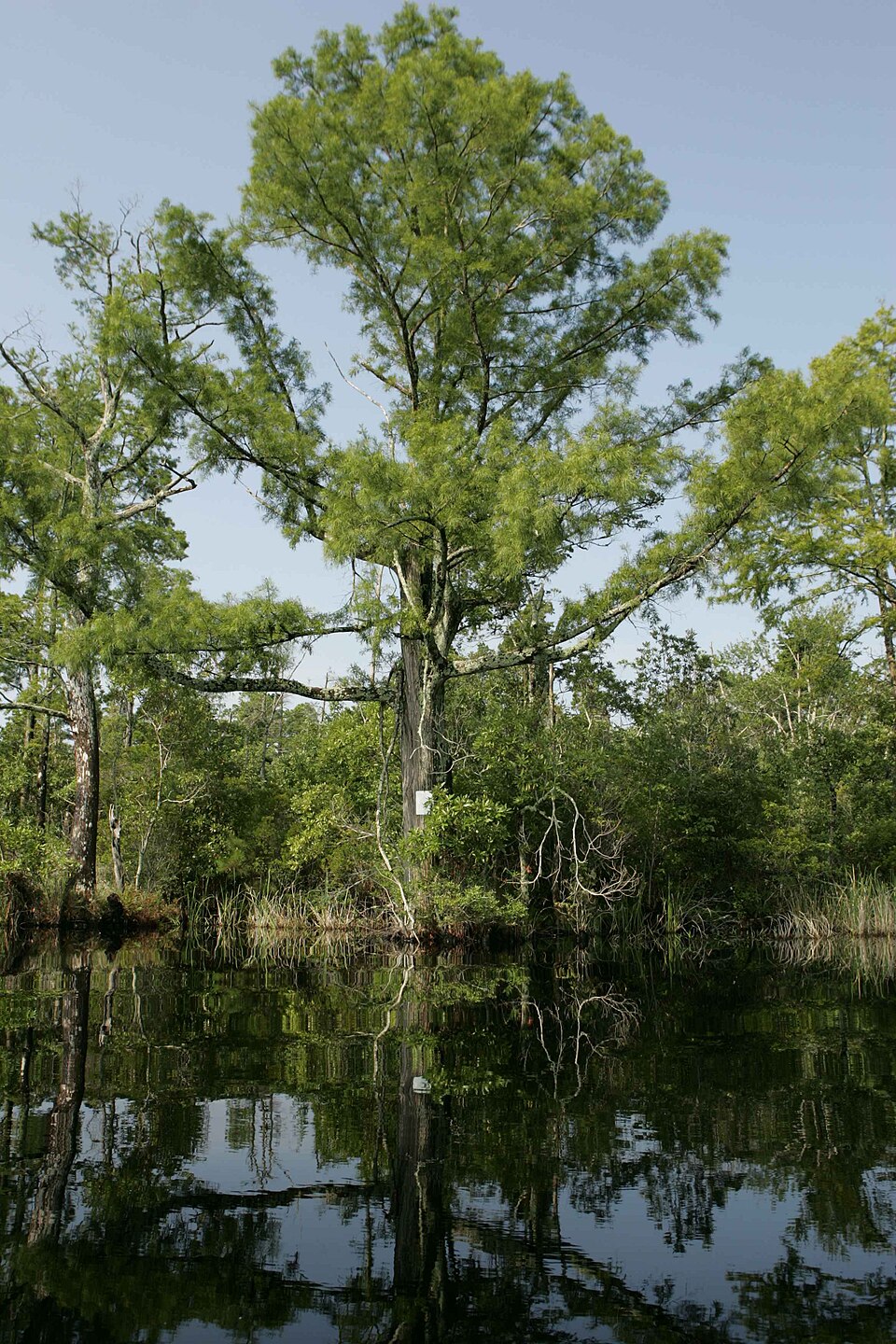 Taxodium distichum (bald cypress) (alternate view 6)