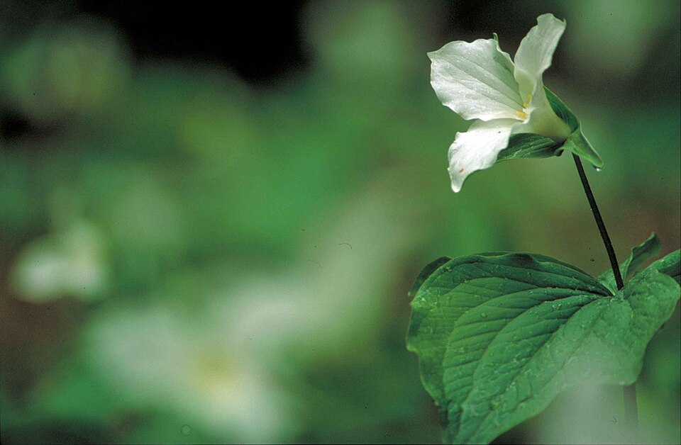 Trillium grandiflorum (large white trillium)