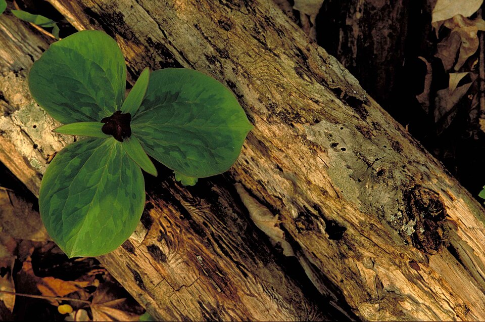 Trillium sessile (toadshade) (alternate view 9)