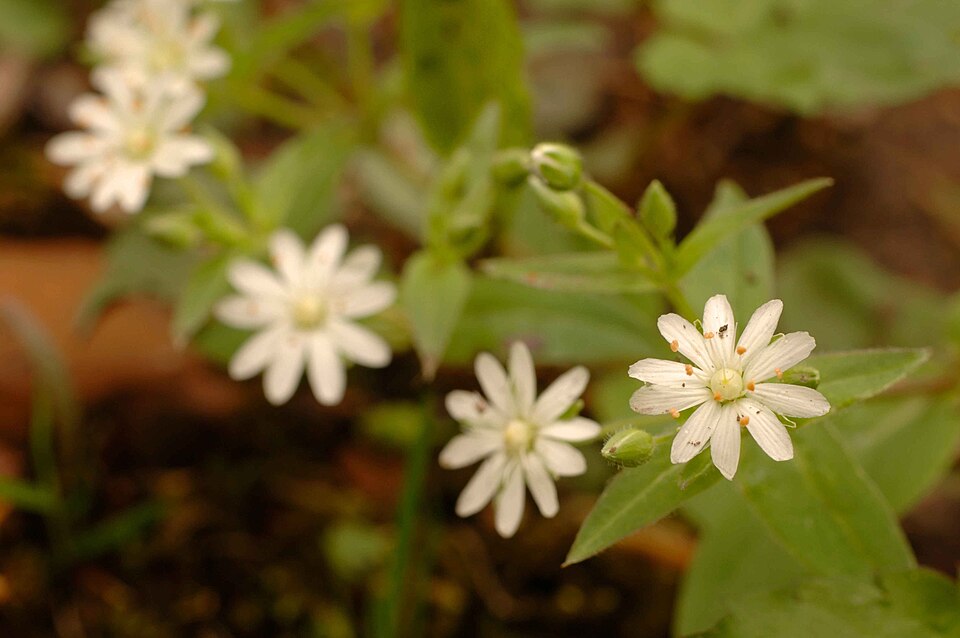 Stellaria pubera (star chickweed) (alternate view 3)