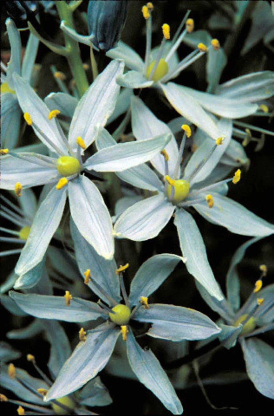Camassia scilloides (Atlantic camas) (alternate view 4)