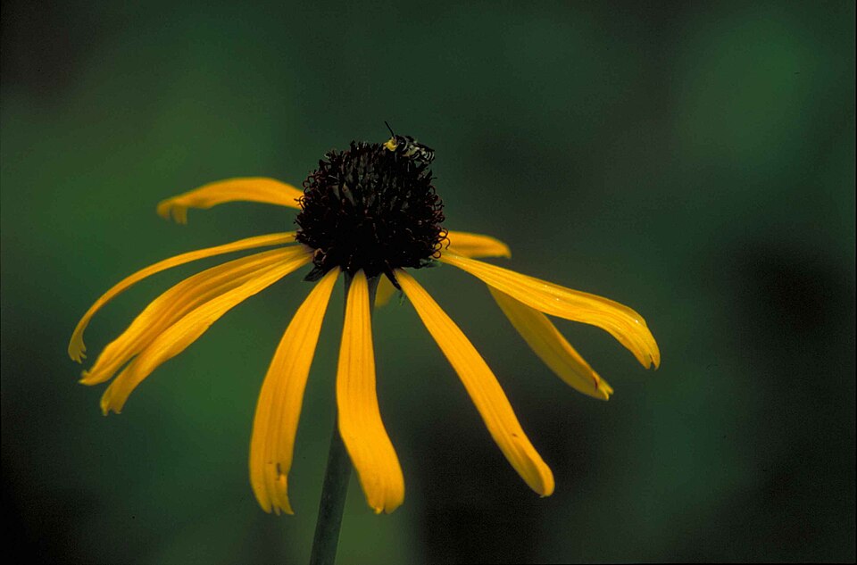Echinacea paradoxa (Yellow Coneflower) (alternate view 8)