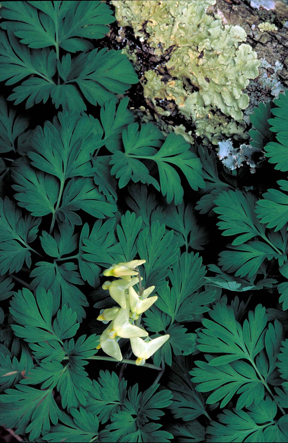 Dicentra cucullaria (Dutchman's breeches)