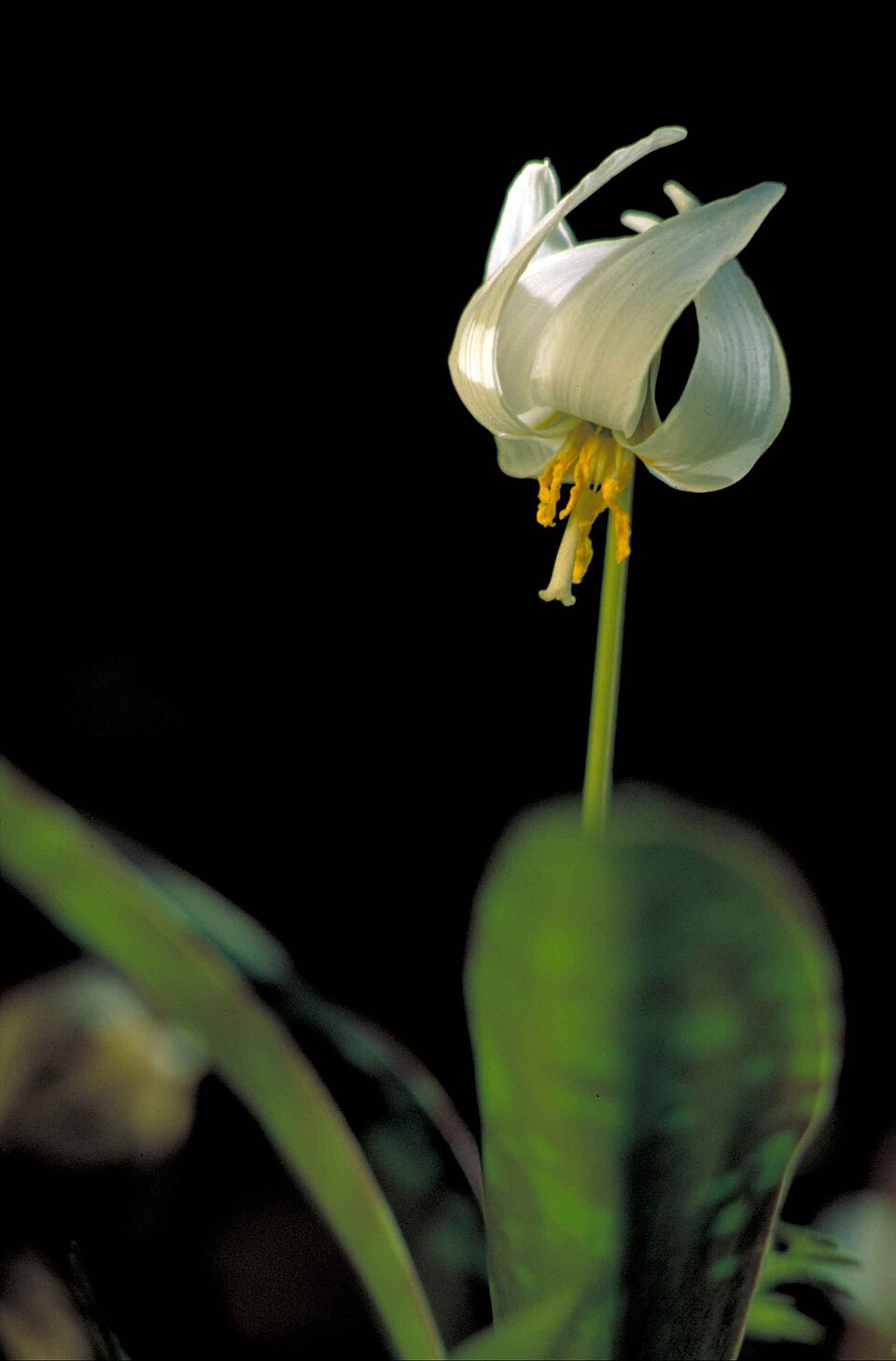 Erythronium albidum (white fawnlily) (alternate view 5)