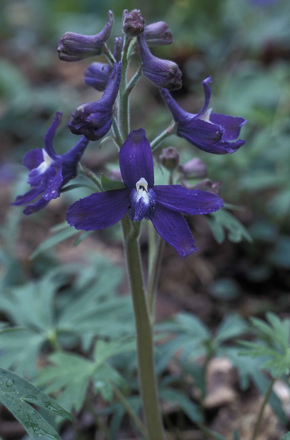 Delphinium tricorne (dwarf larkspur) (alternate view 7)