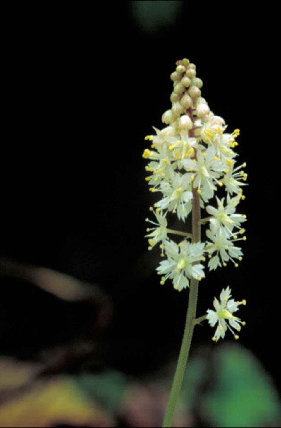 Tiarella cordifolia (Foamflower) (alternate view 9)