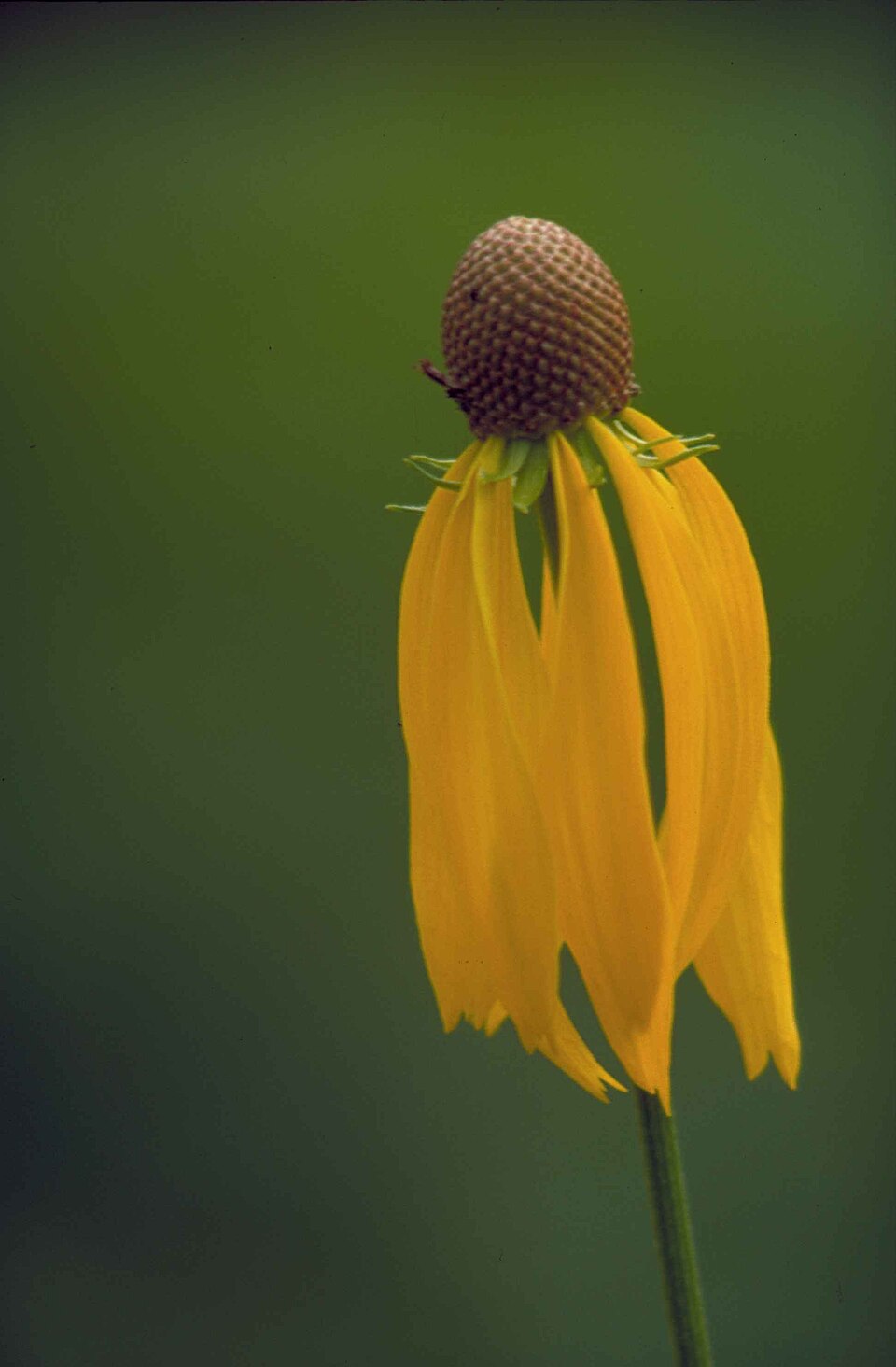 Ratibida pinnata (grey-headed coneflower) (alternate view 5)