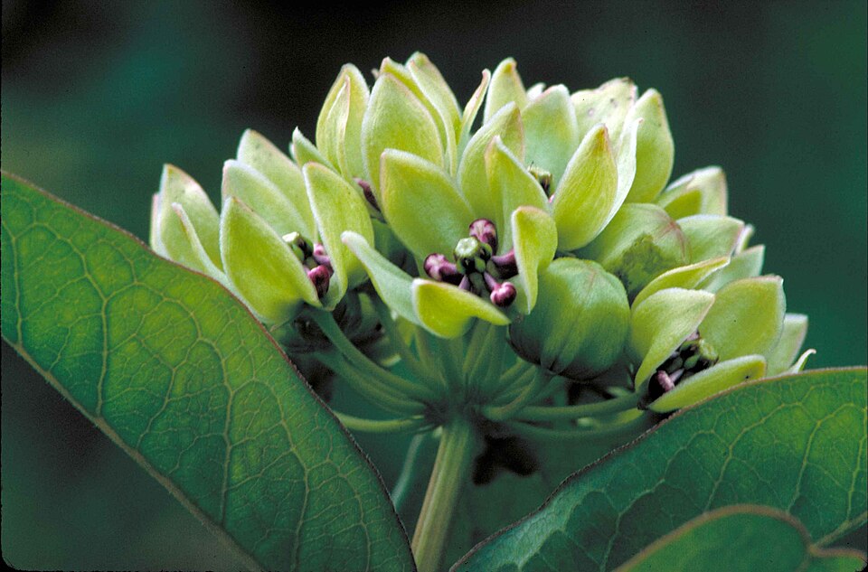 Asclepias viridis (green antelopehorns)