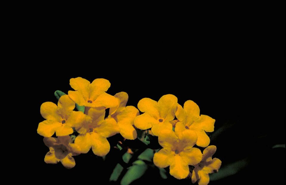 Lithospermum canescens (hoary puccoon) (alternate view 10)
