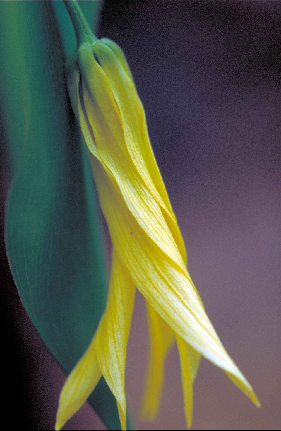 Uvularia grandiflora (largeflower bellwort)