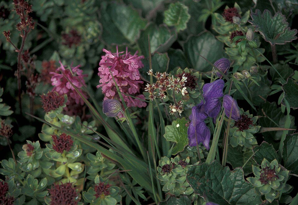 Rhodiola rosea (Roseroot)