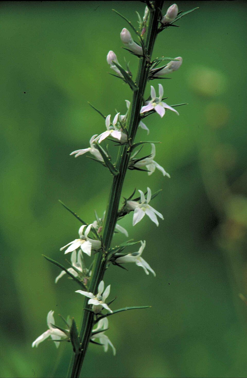 Lobelia spicata (pale-spiked lobelia) (alternate view 7)