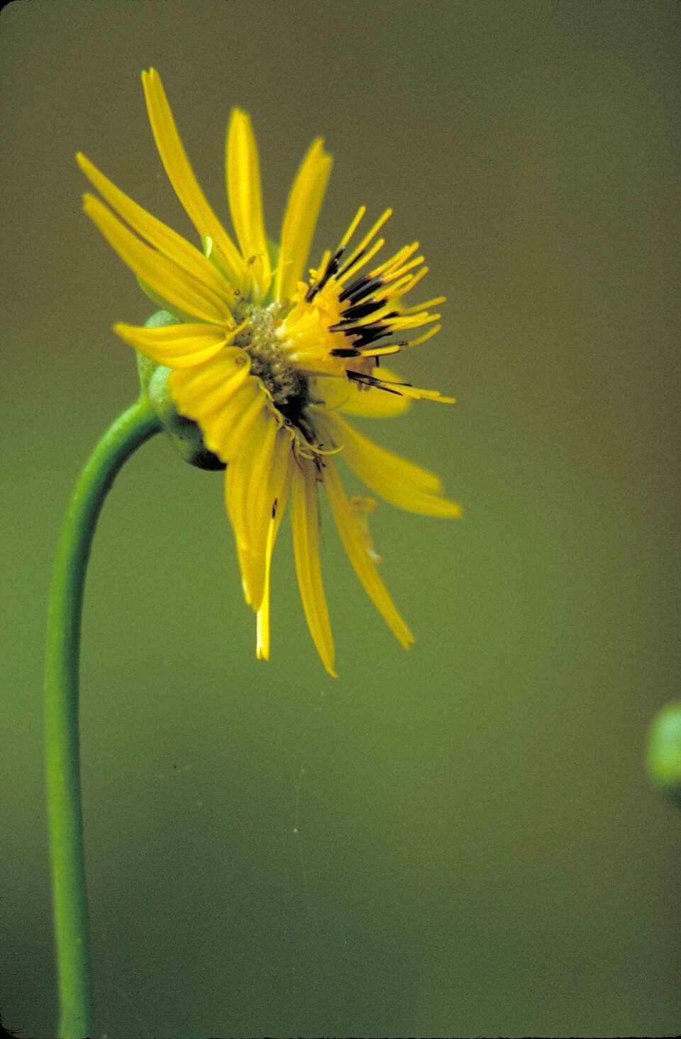 Silphium terebinthinaceum (prairie dock)