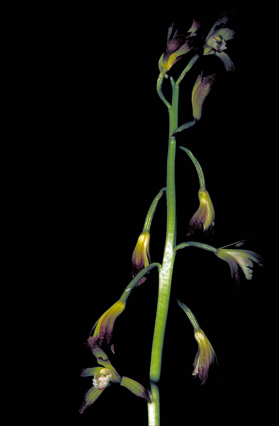 Aplectrum hyemale (putty root) (alternate view 9)