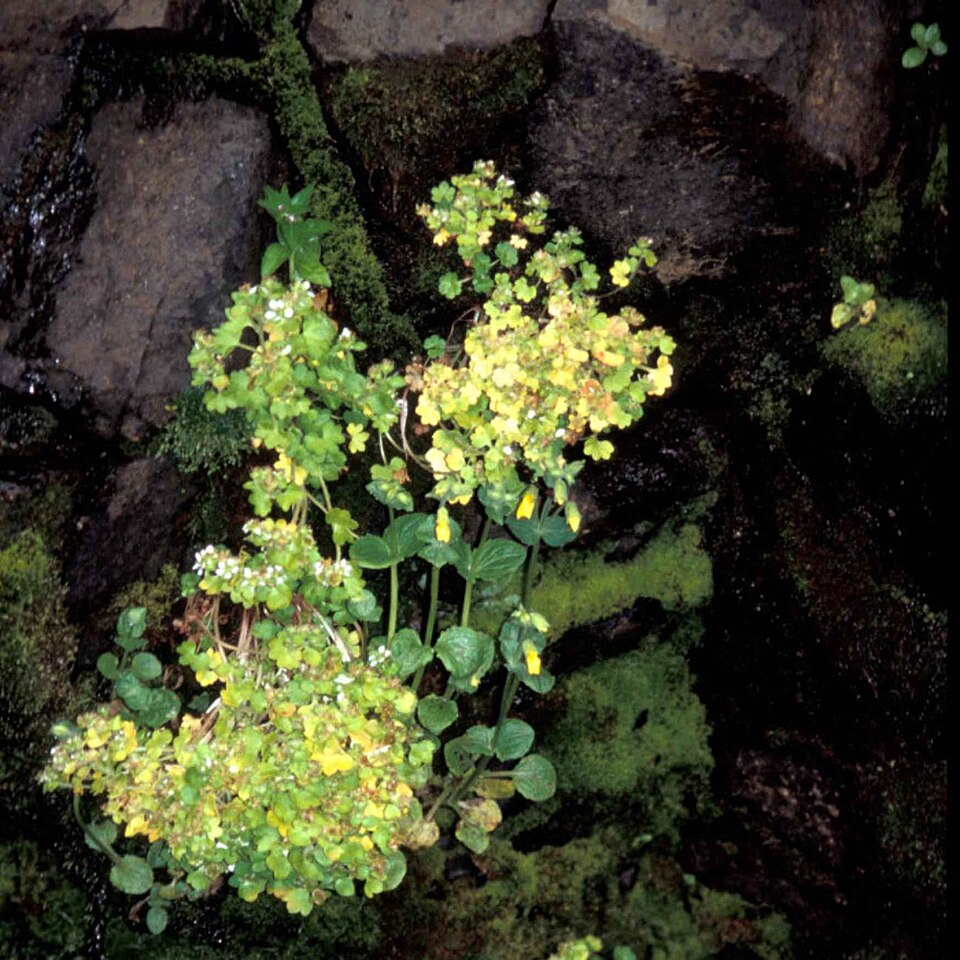 Erythranthe guttata (yellow monkey-flower) (alternate view 10)