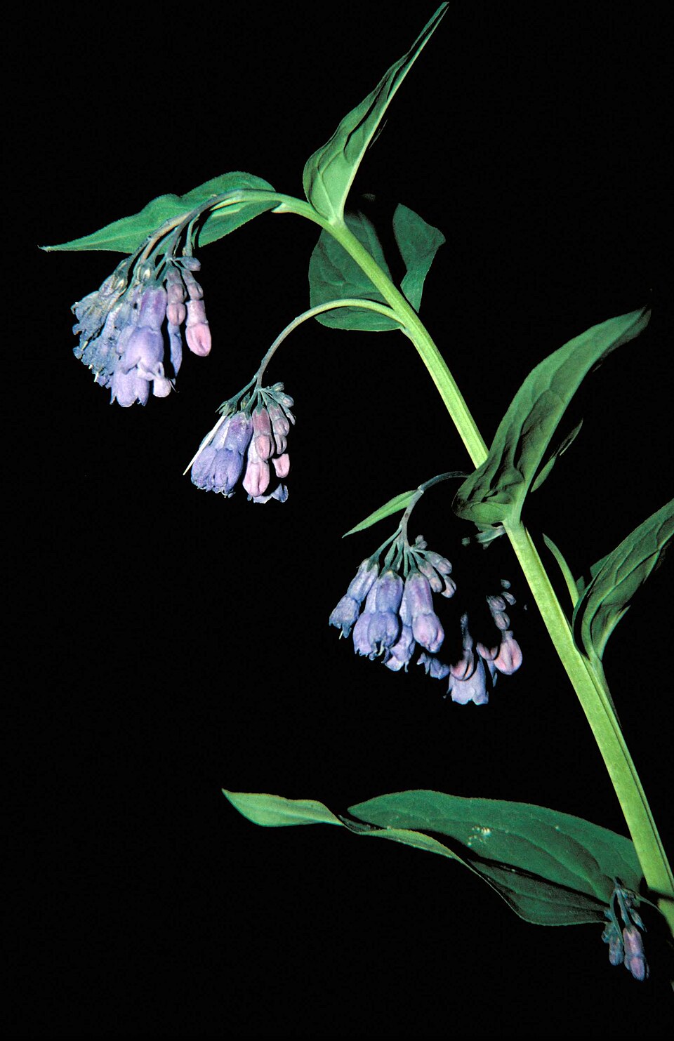 Mertensia ciliata (mountain bluebells) (alternate view 8)