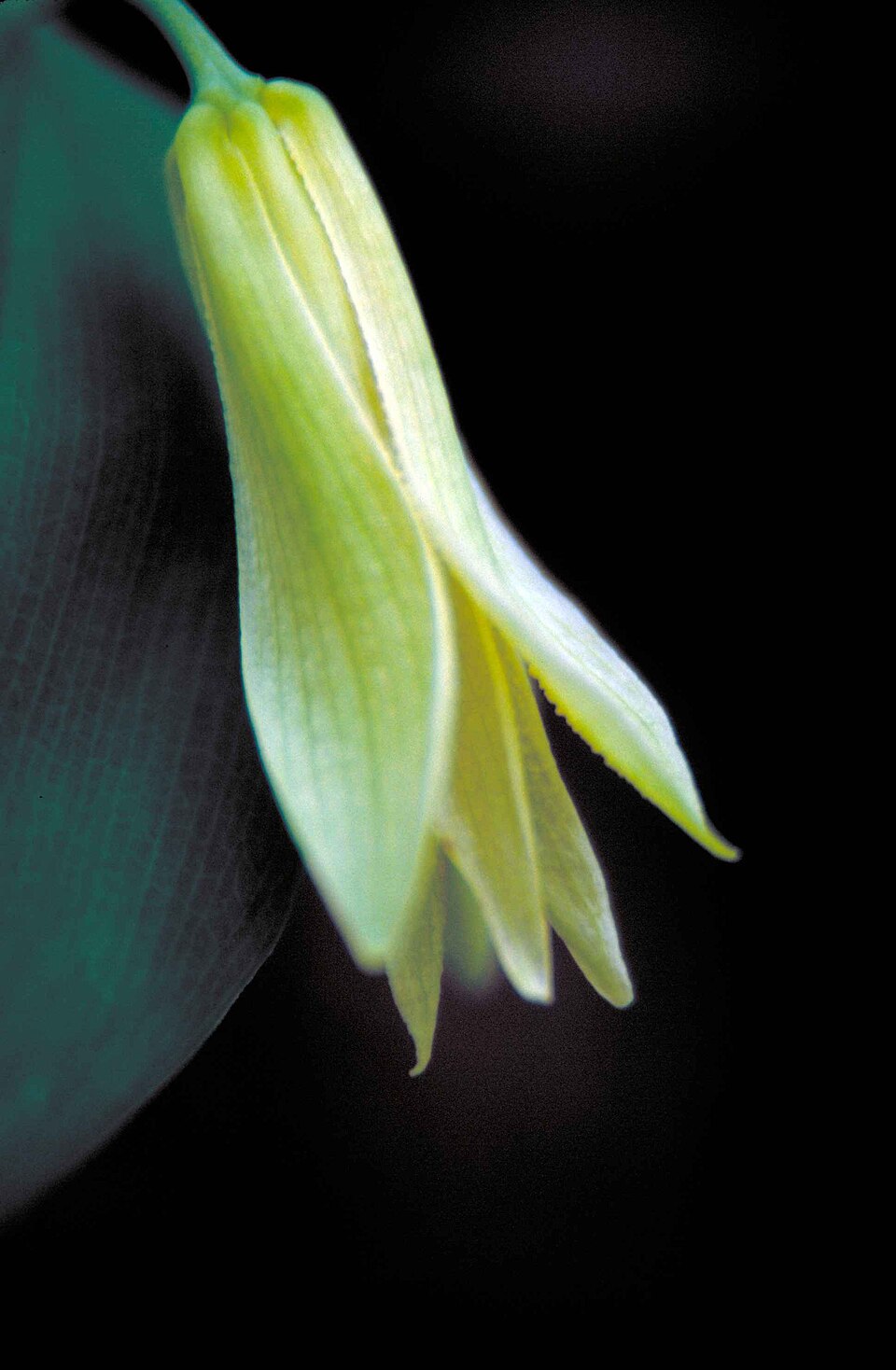 Uvularia sessilifolia (sessile bellwort) (alternate view 10)