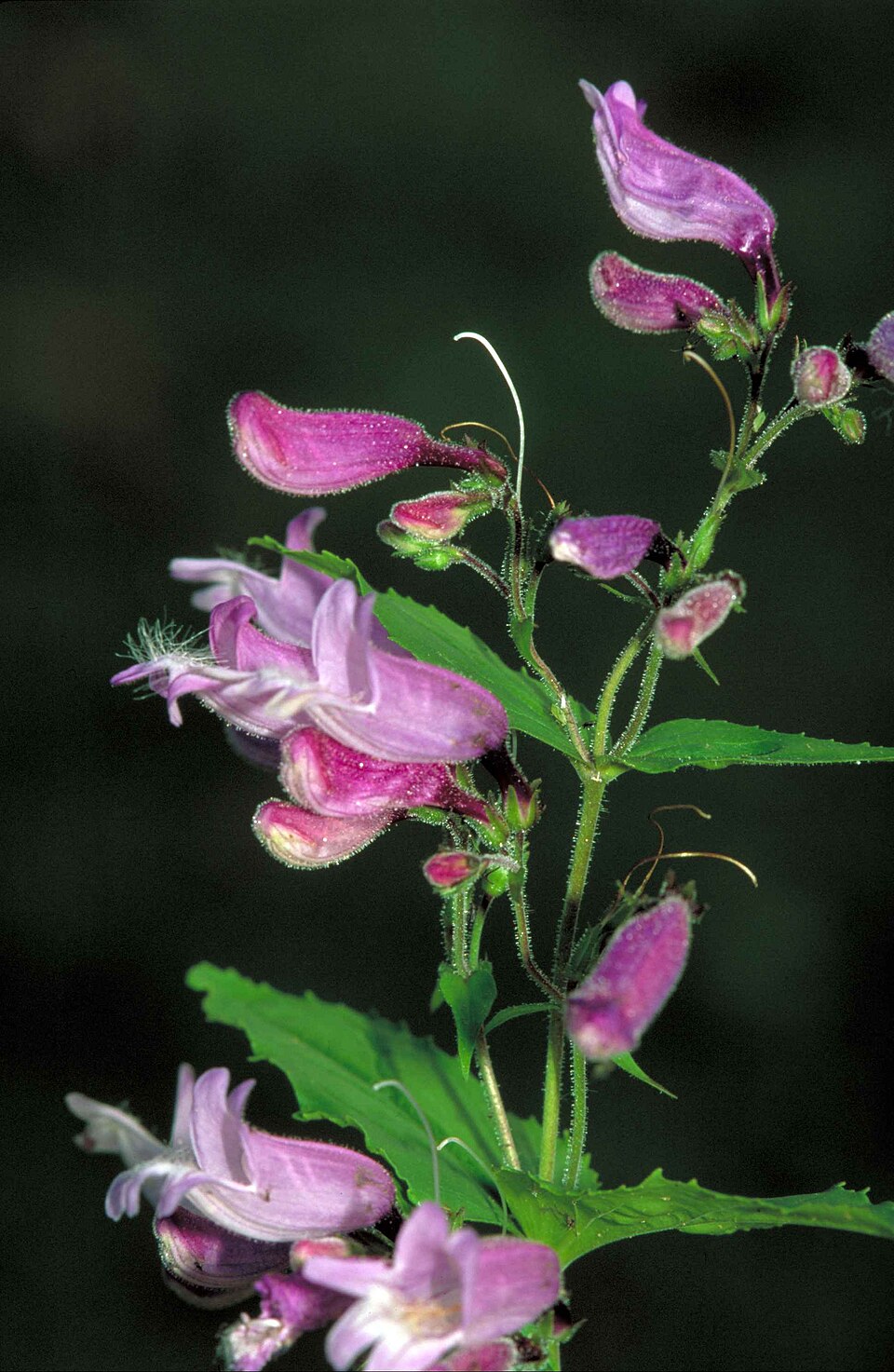 Penstemon smallii (Smalls Beardtongue) (alternate view 6)
