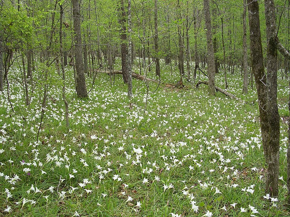 Zephyranthes atamasco (Atamasco Lily) (alternate view 7)