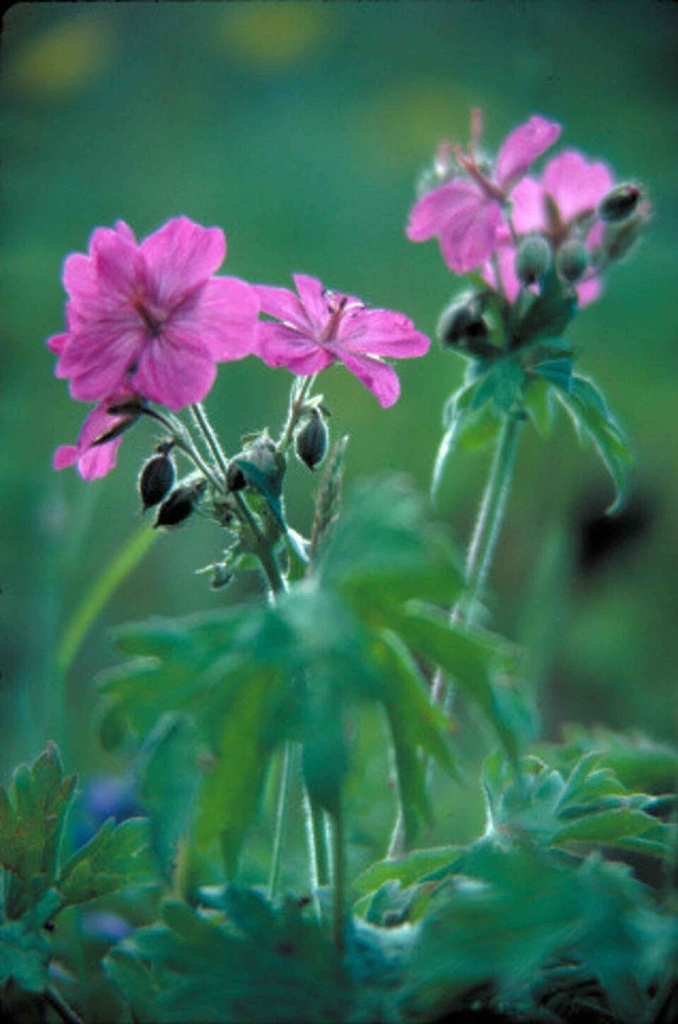 Geranium viscosissimum (sticky geranium) (alternate view 9)