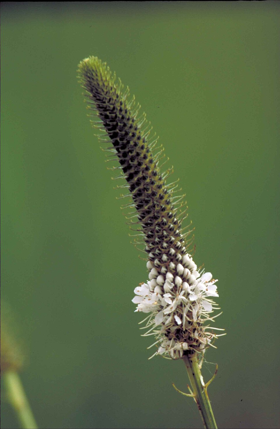 Dalea candida (white prairie clover) (alternate view 2)