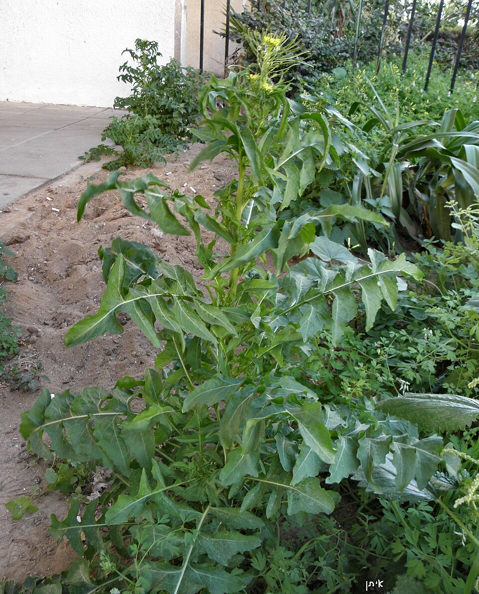 Sisymbrium irio (London rocket) (alternate view 10)