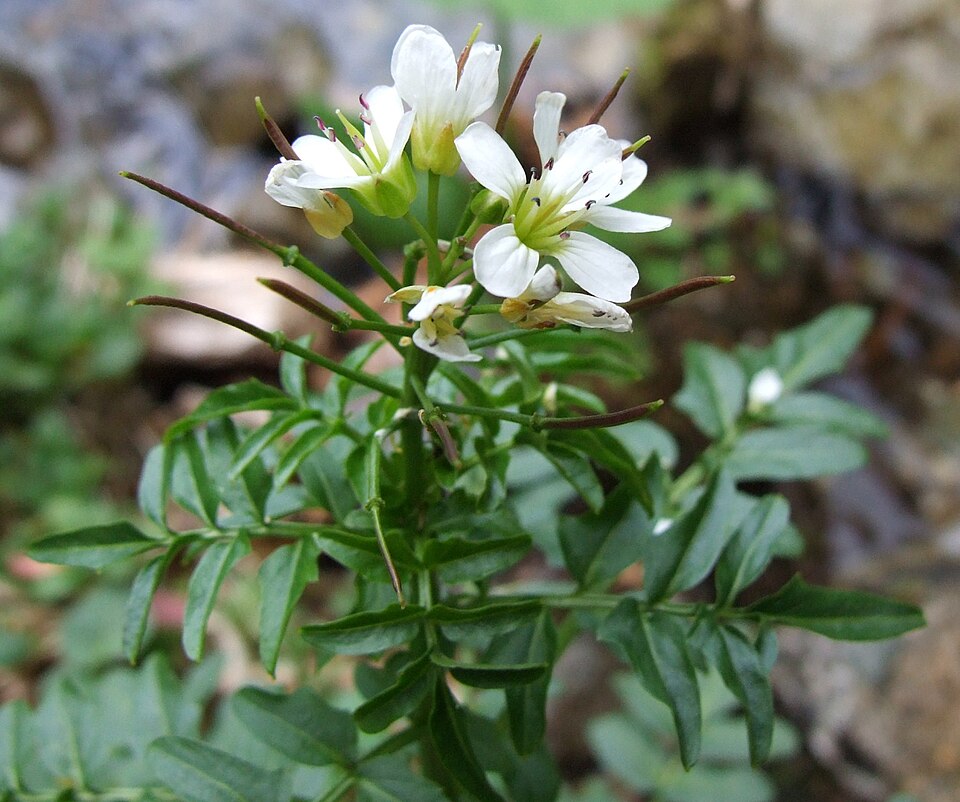 Cardamine amara (large bittercress)