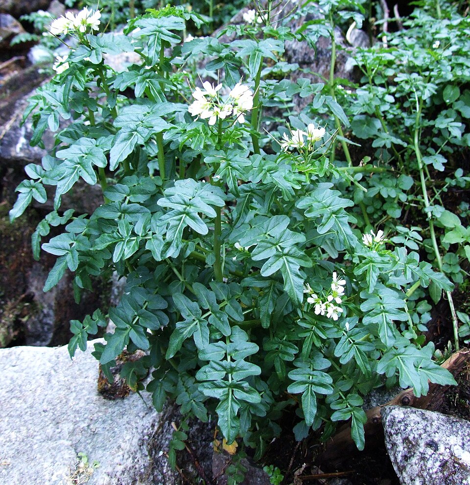Cardamine amara (large bittercress)