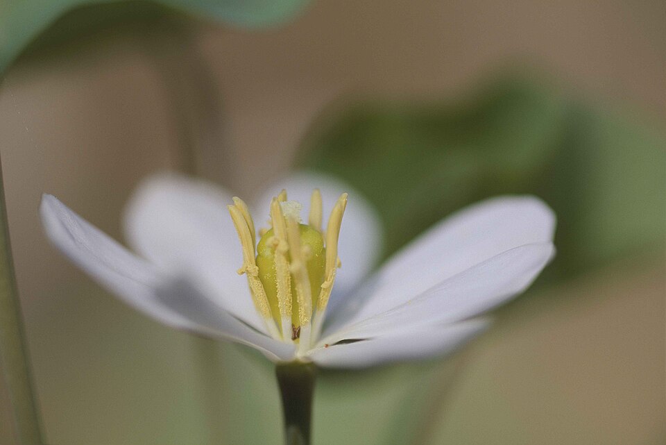 Jeffersonia diphylla (twinleaf) (alternate view 10)
