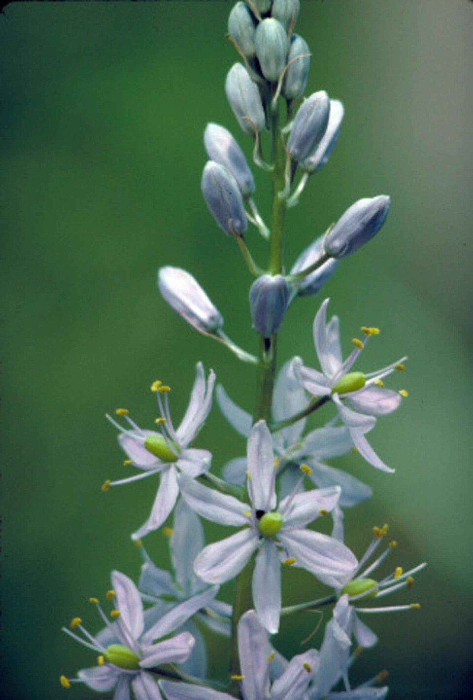 Camassia scilloides (Atlantic camas) (alternate view 5)
