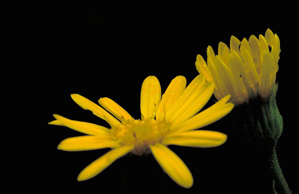 Chrysopsis mariana (Maryland golden-aster) (alternate view 8)