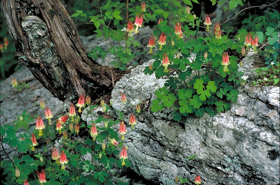 Aquilegia canadensis (Wild Columbine) (alternate view 7)