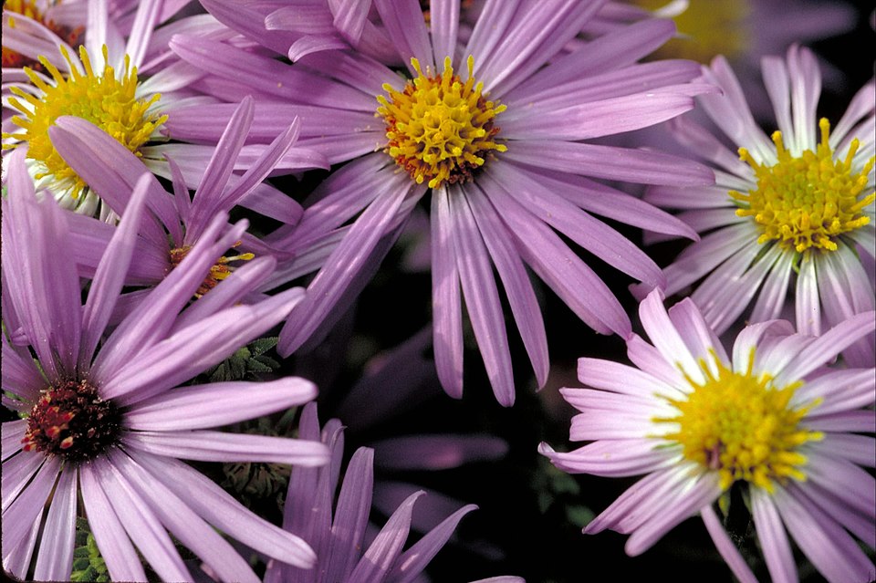 Symphyotrichum oblongifolium (Aromatic Aster) (alternate view 9)