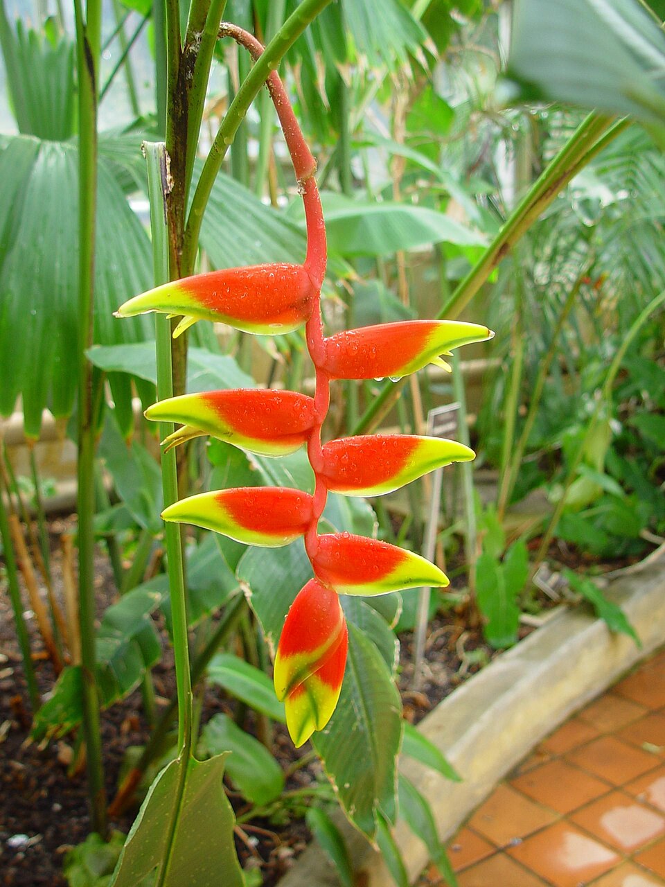 Heliconia rostrata (Hanging Lobster Claw) (alternate view 9)
