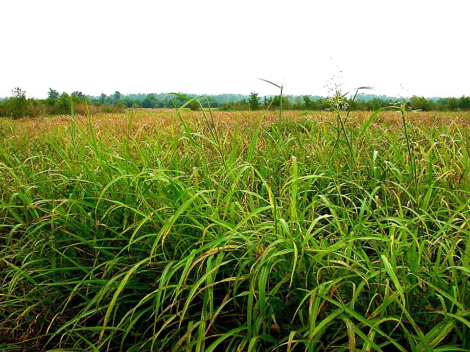 Sorghum halepense (Johnson grass)