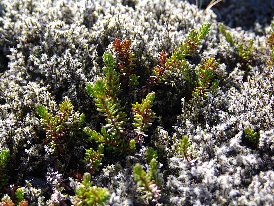 Racomitrium lanuginosum (Woolly Fringe-moss)