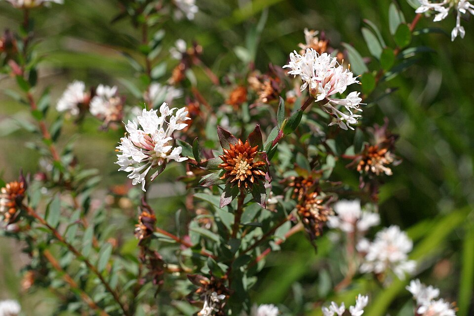 Agathosma (Buchus)