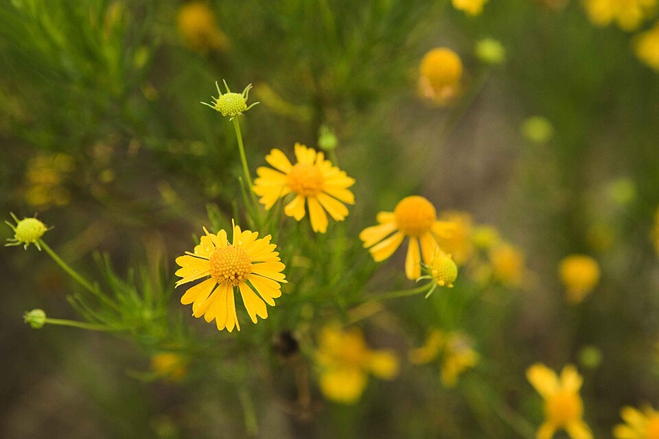 Helenium amarum (Bitterweed) (alternate view 4)