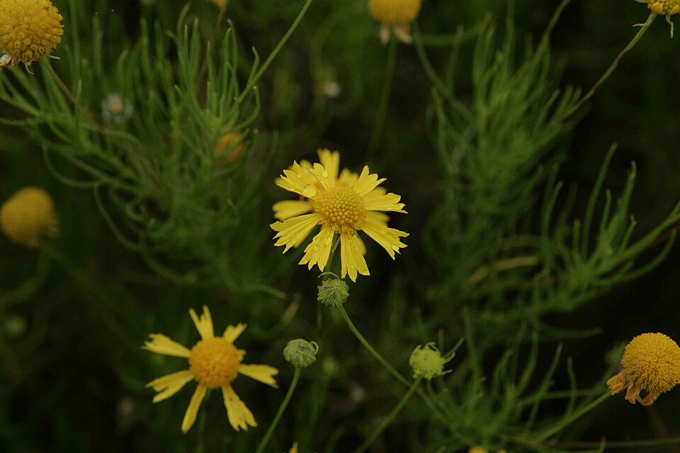 Helenium amarum (Bitterweed) (alternate view 5)