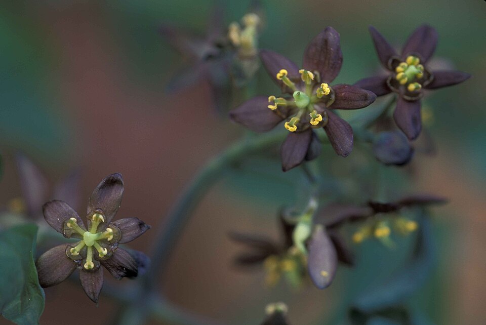 Caulophyllum giganteum (early blue cohosh) (alternate view 5)
