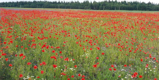 Papaver dubium (Long-headed poppy)