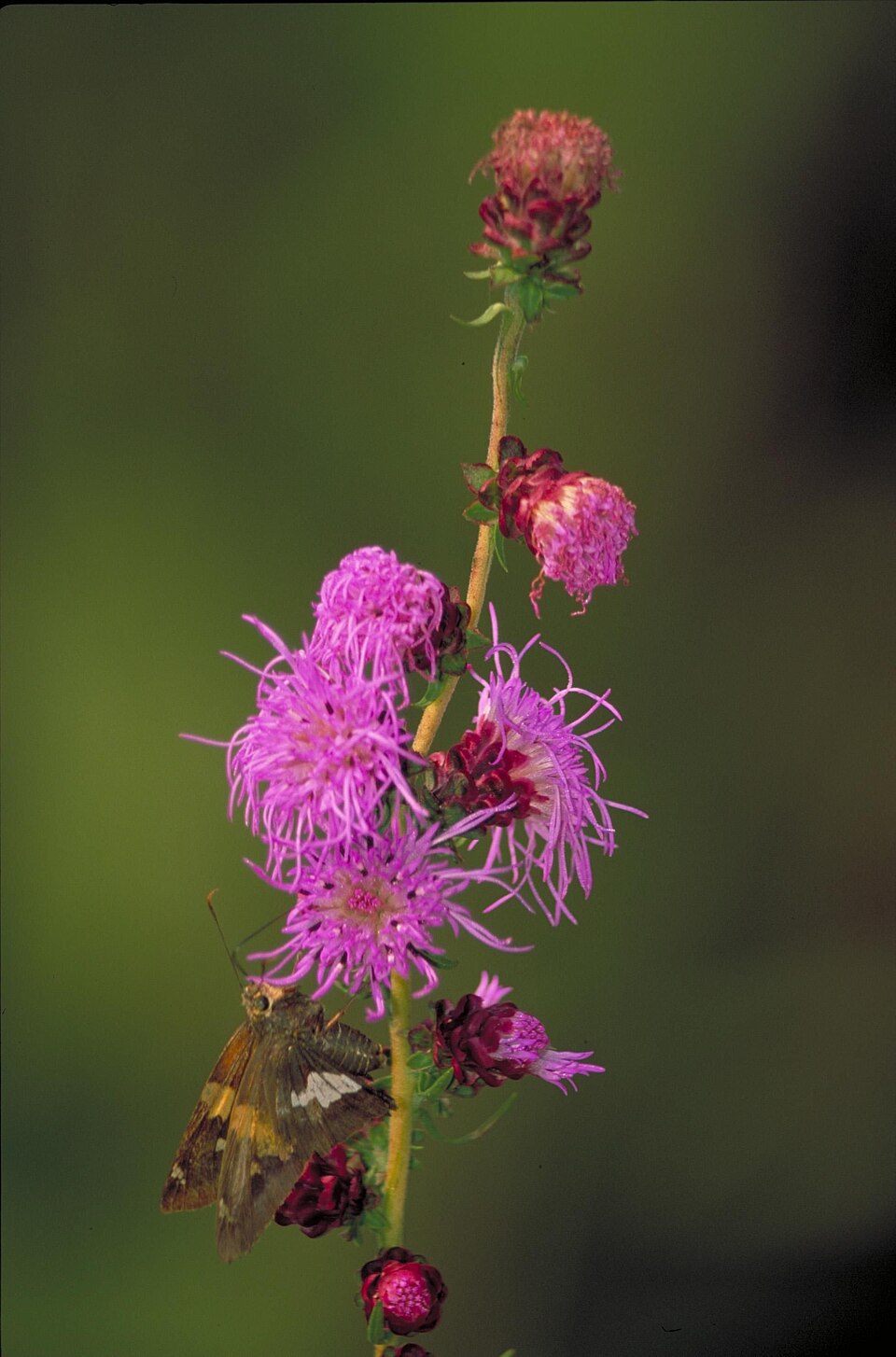 Liatris aspera (rough blazing star) (alternate view 9)
