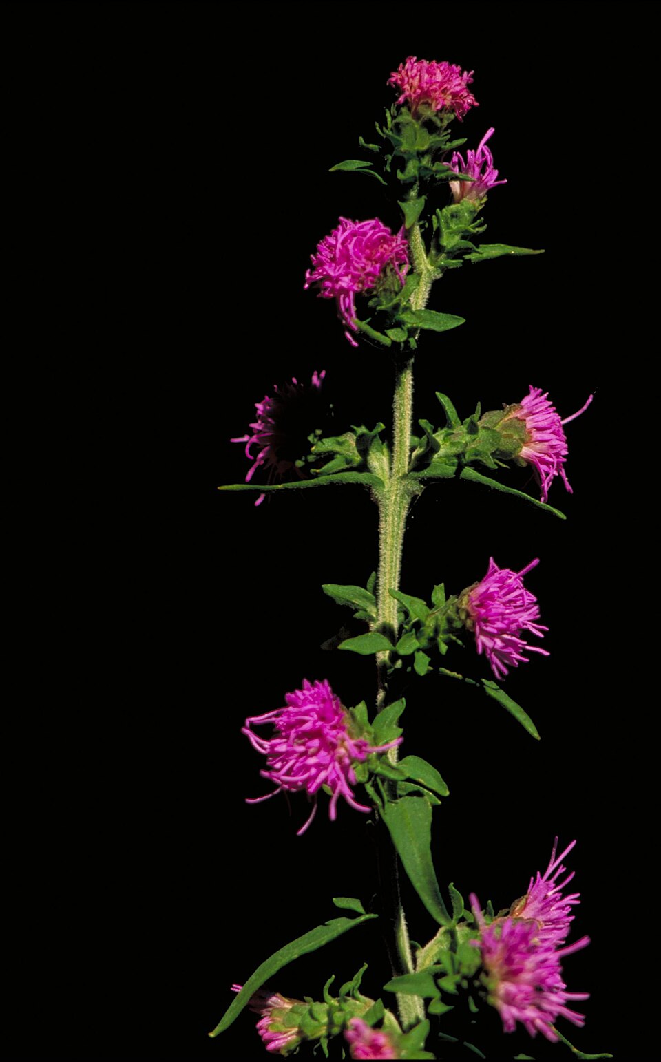 Liatris aspera (rough blazing star) (alternate view 10)
