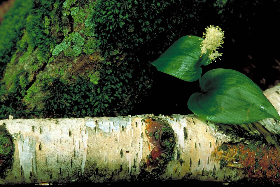 Maianthemum canadense (Canada mayflower)