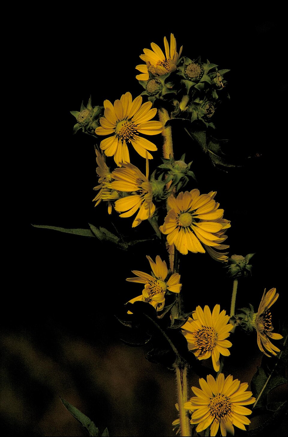 Silphium laciniatum (compass plant) (alternate view 7)