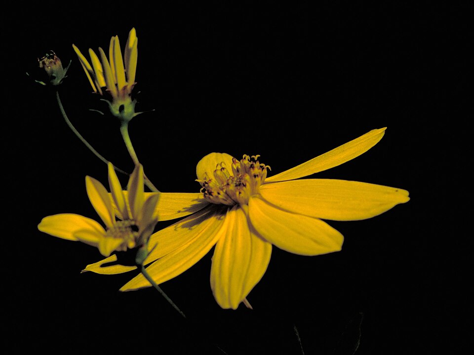 Coreopsis major (Greater Tickseed) (alternate view 7)