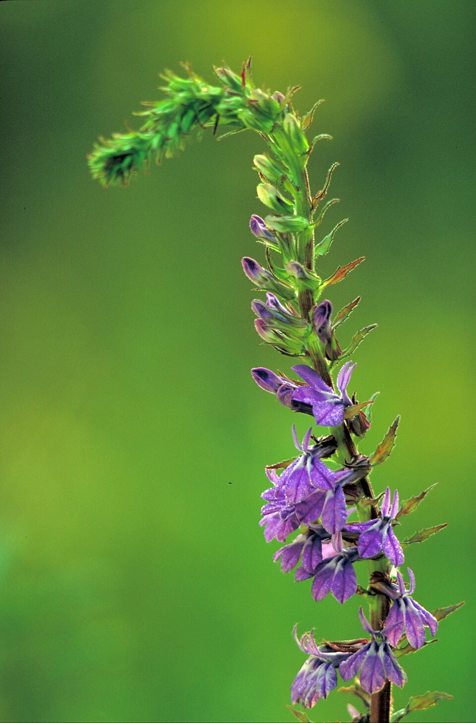 Lobelia puberula (downy lobelia)
