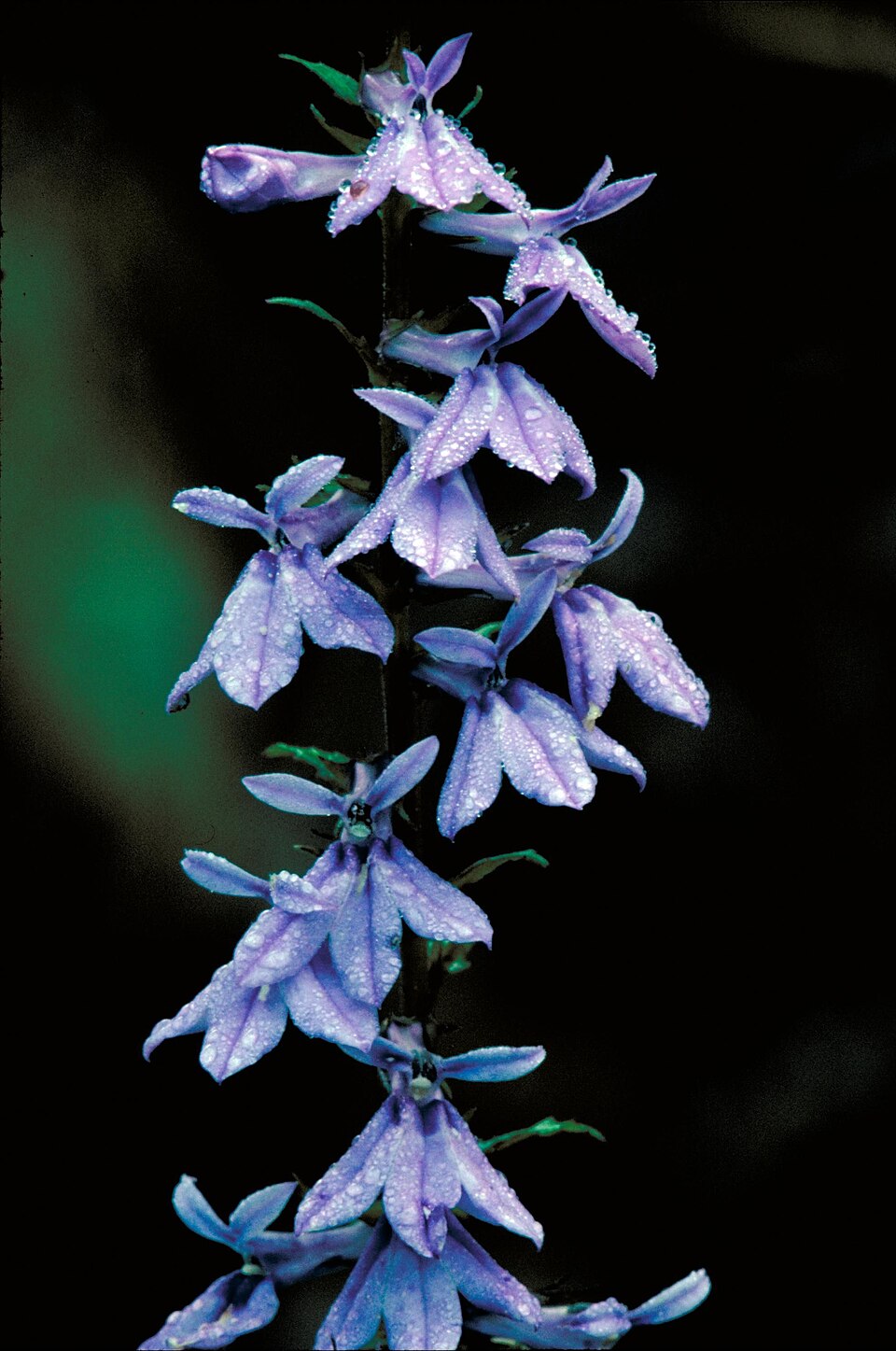 Lobelia puberula (downy lobelia) (alternate view 2)
