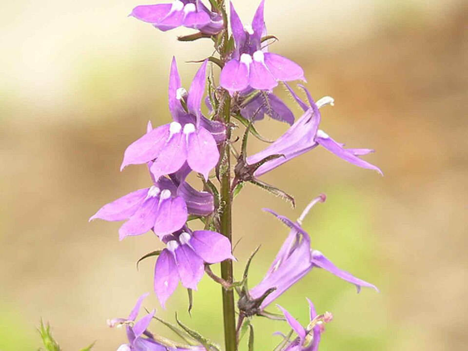 Lobelia spicata (pale-spiked lobelia) (alternate view 8)
